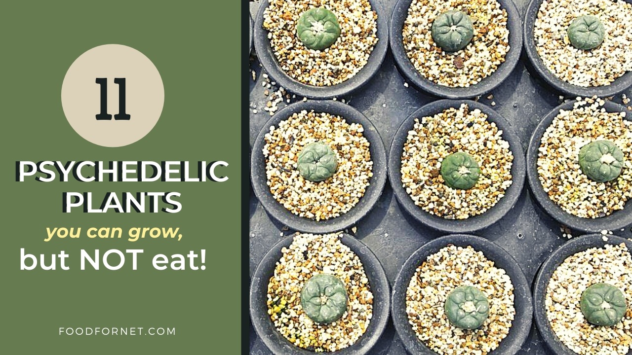 11 Psychedelic Plants You Can Grow But Not Eat! Food For Net