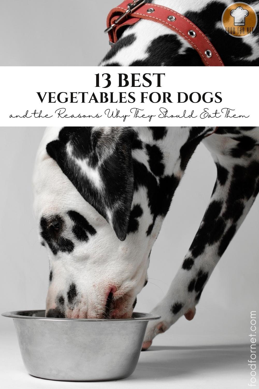 Best Vegetables for Dogs. a closeup image of a Dalmatian dog with red collar eating on a stainless steel bowl; with text overlay "13 Best Vegetables for Dogs and the Reasons Why They Should Eat Them"