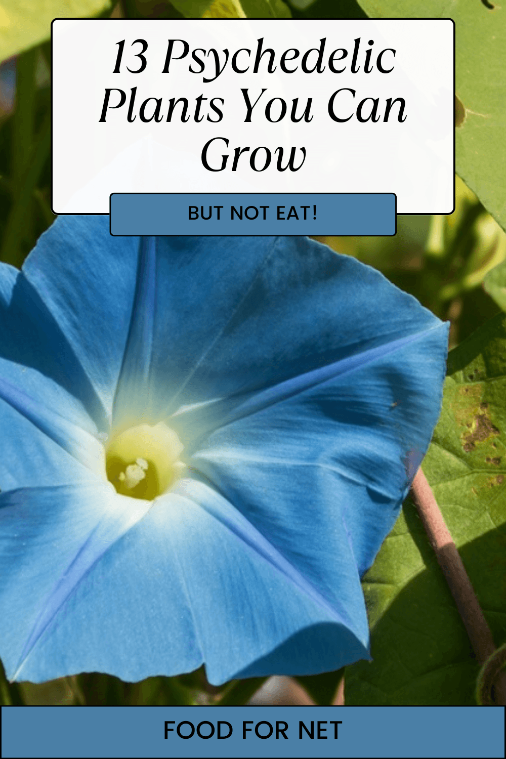 Psychedelic Plants You Can Grow. A bright blue Morning Glory flower, showcasing one of a variety of psychedelic plants.