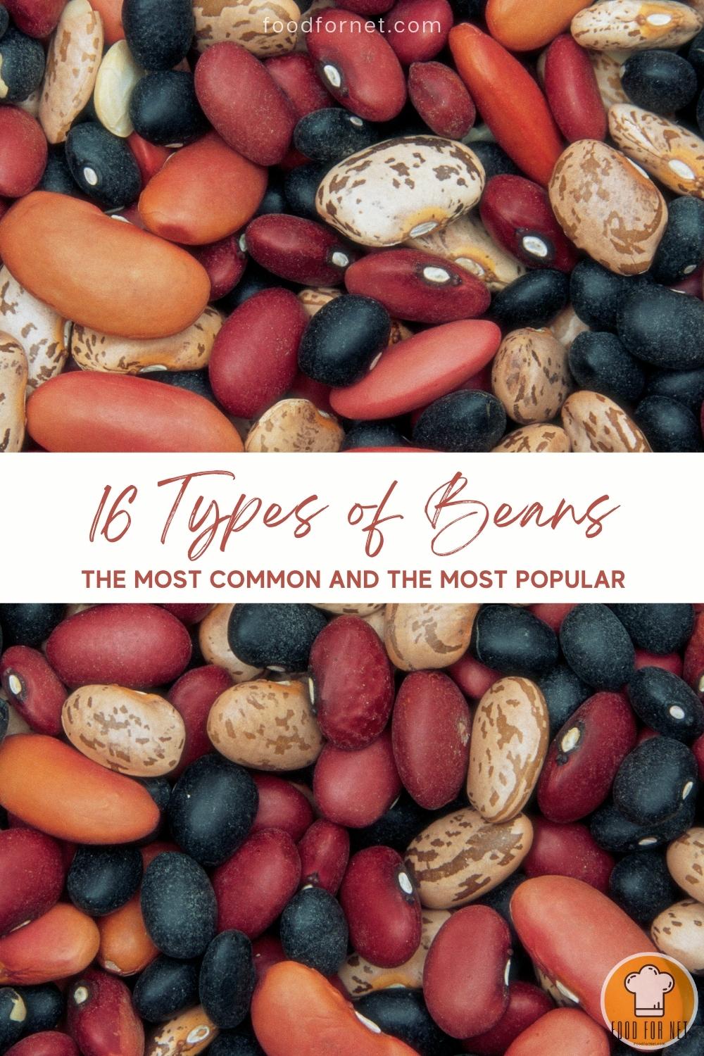 overhead shot of a spread of different types of beans with text overlay "16 Types of Beans – the Most Common and the Most Popular"