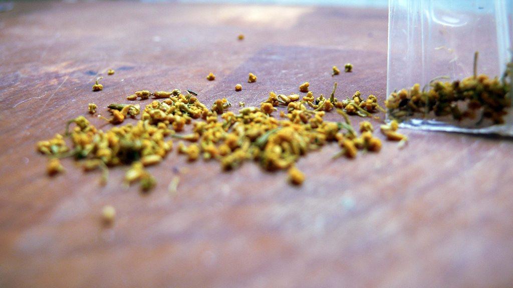 fennel pollen | Food For Net fennel pollen