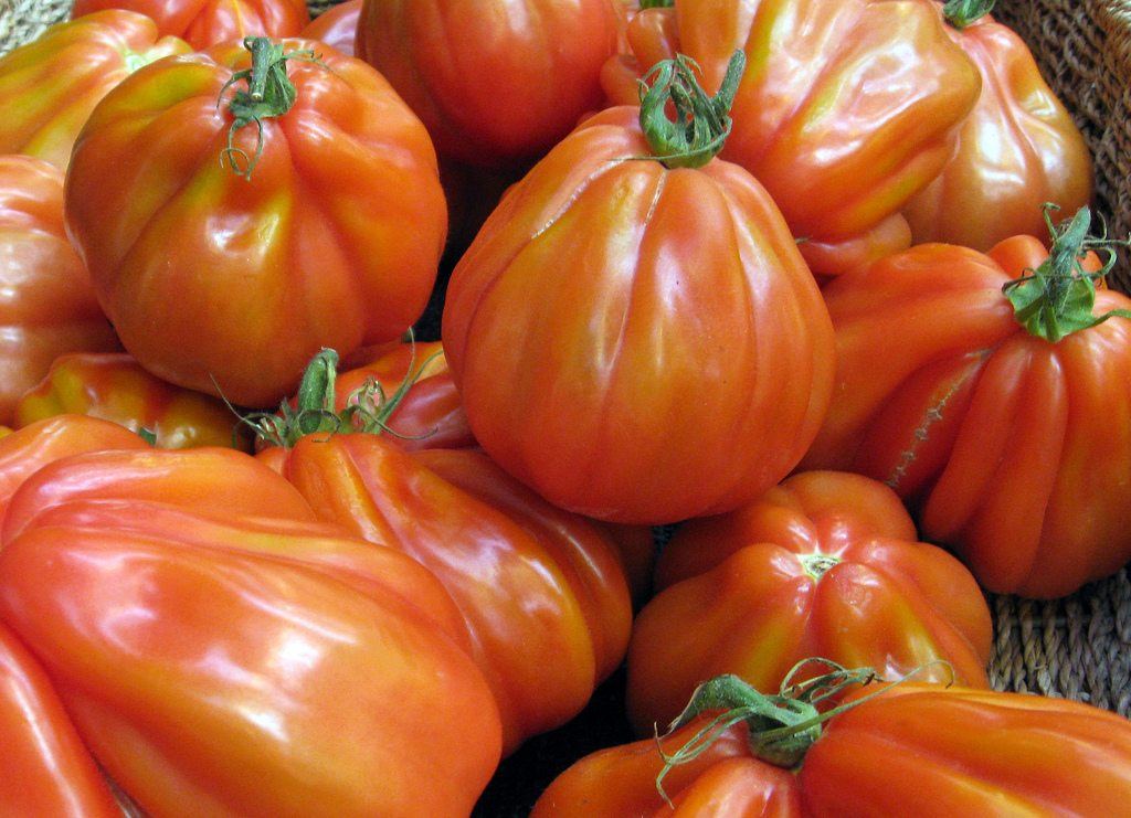 amana orange tomato