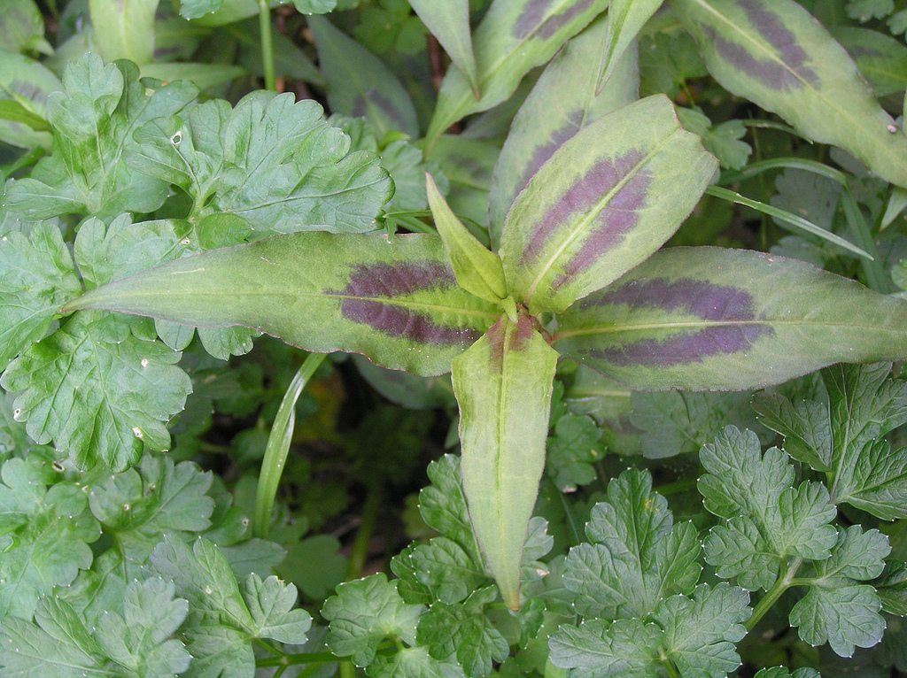 vietnamese coriander