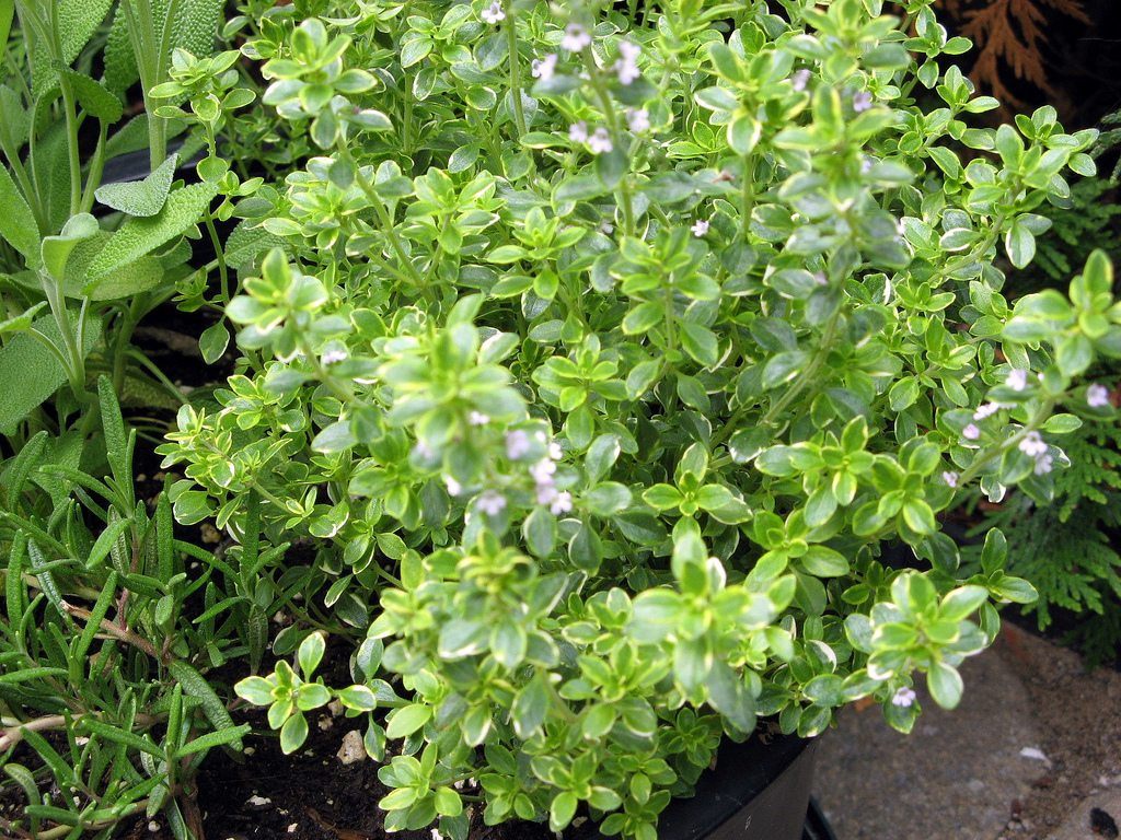 orange thyme