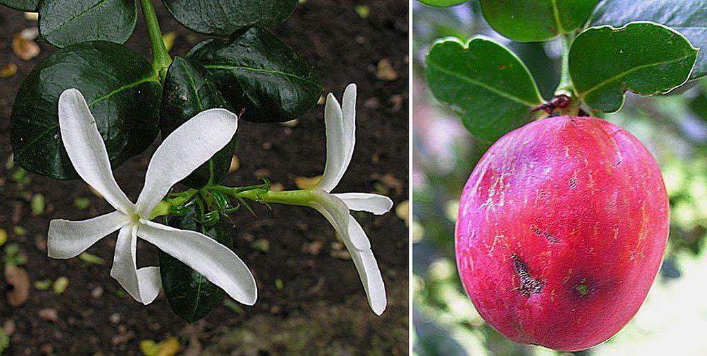 natal plum | Food For Net natal plum