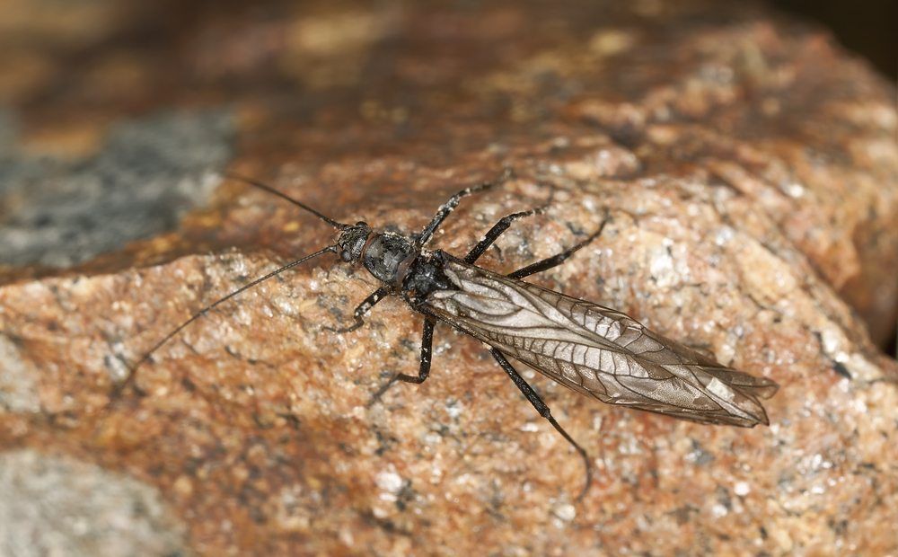 stoneflies