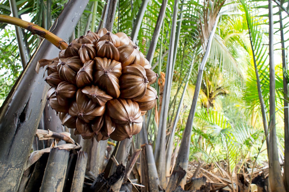 A strange collection of seed pods from the nipah palm