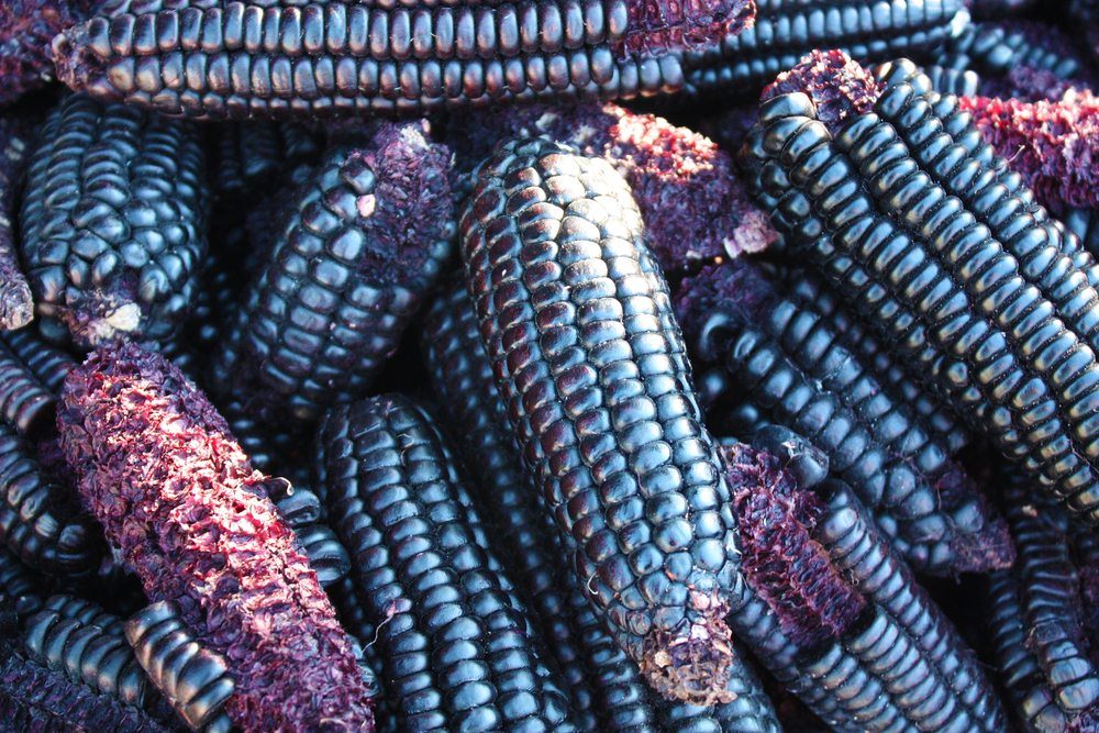 hopi corn