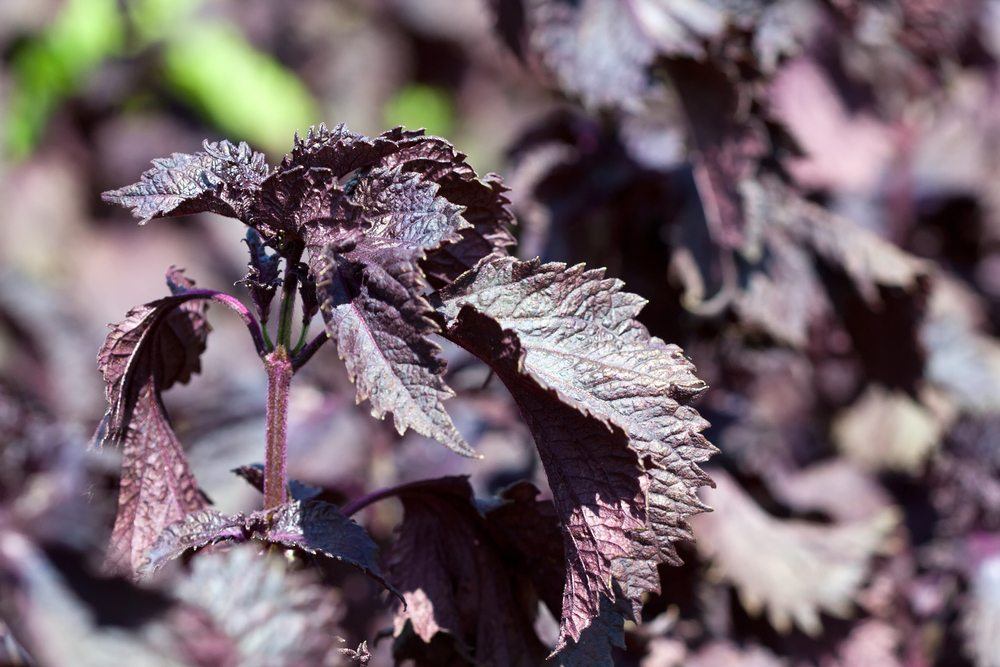 Deep purple perilla growing in a garden