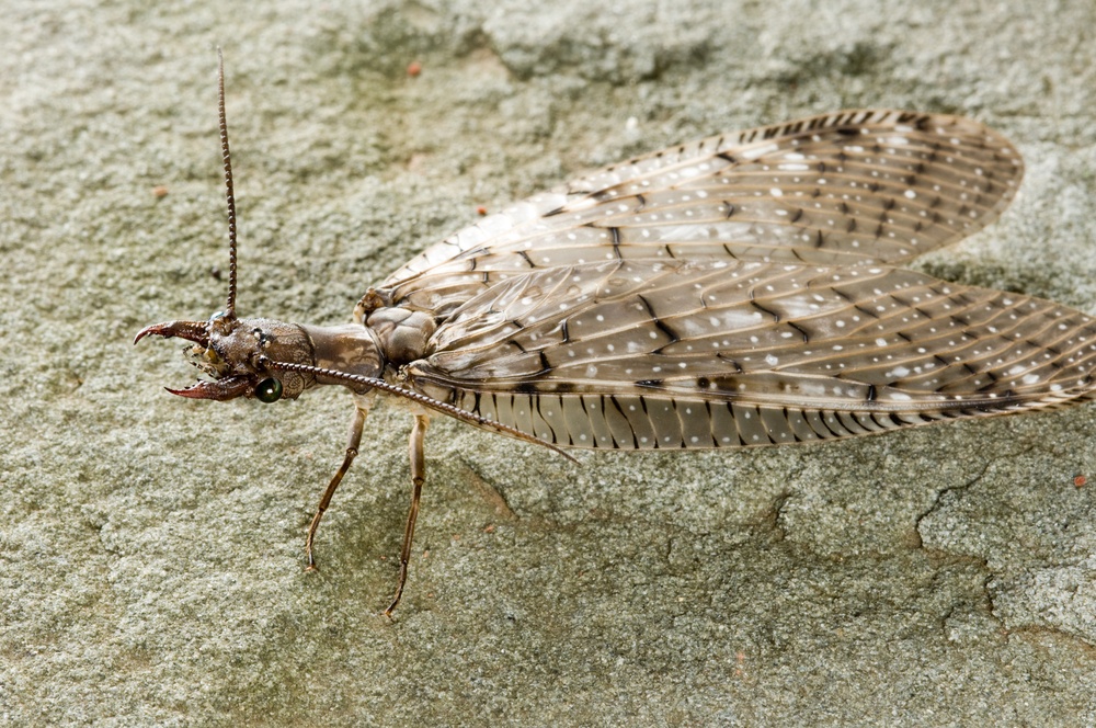 dobsonflies