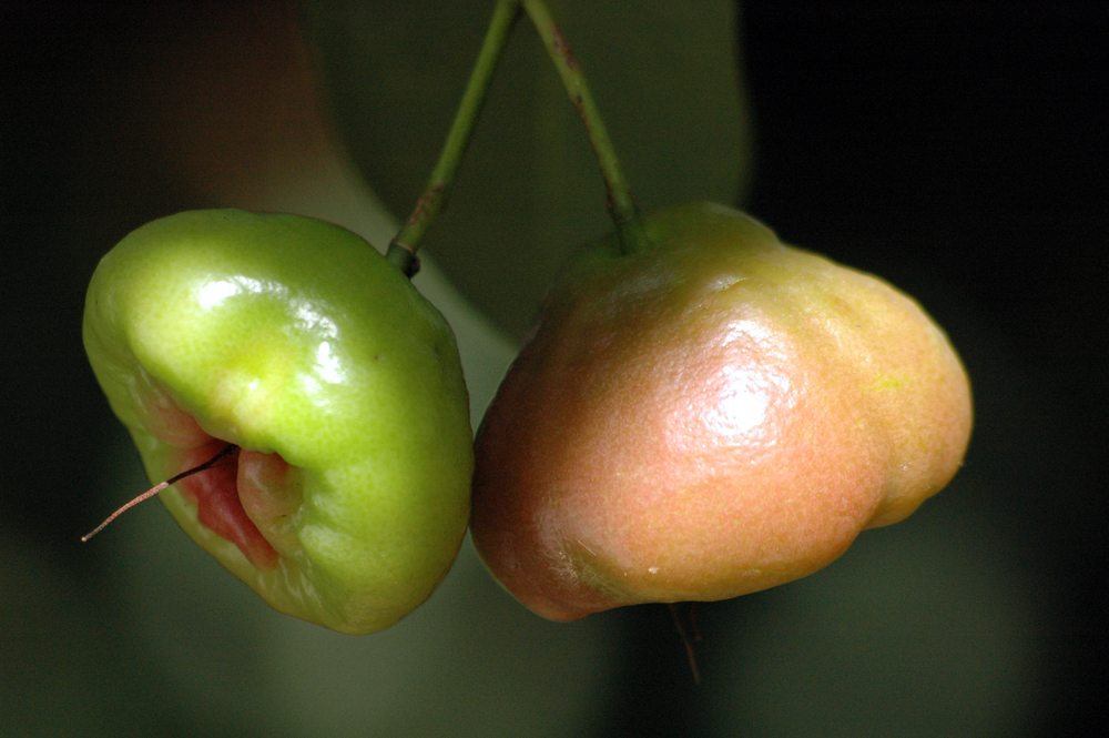 Two water apples in different stages of development growing on a tree. 