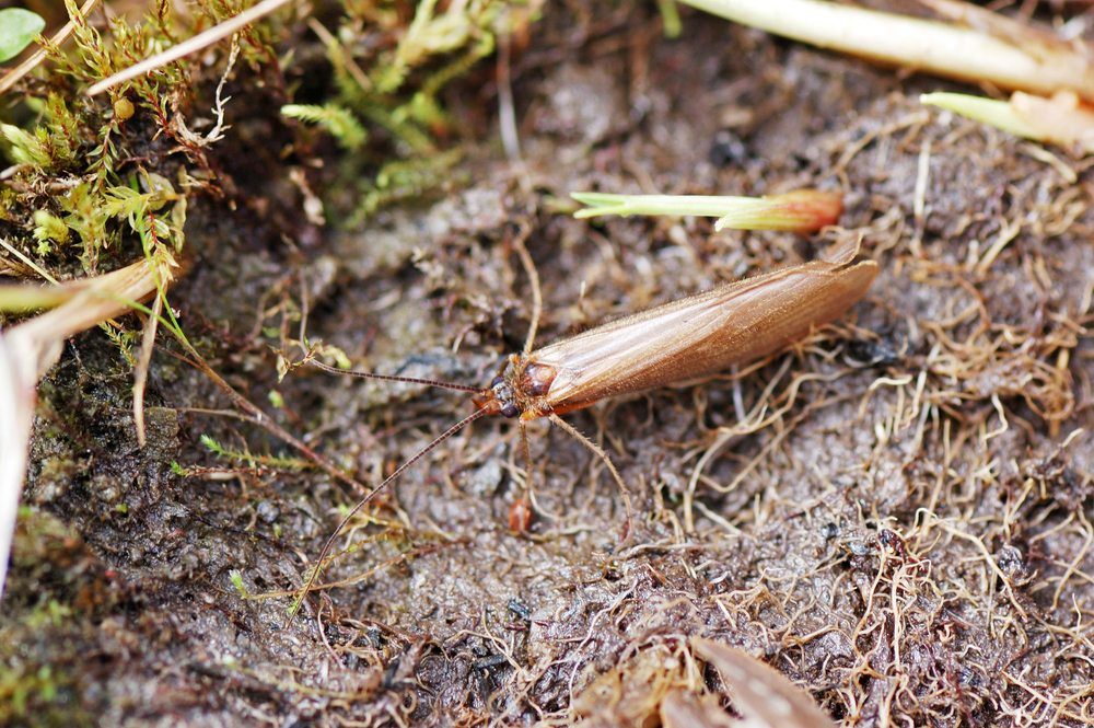 caddisflies