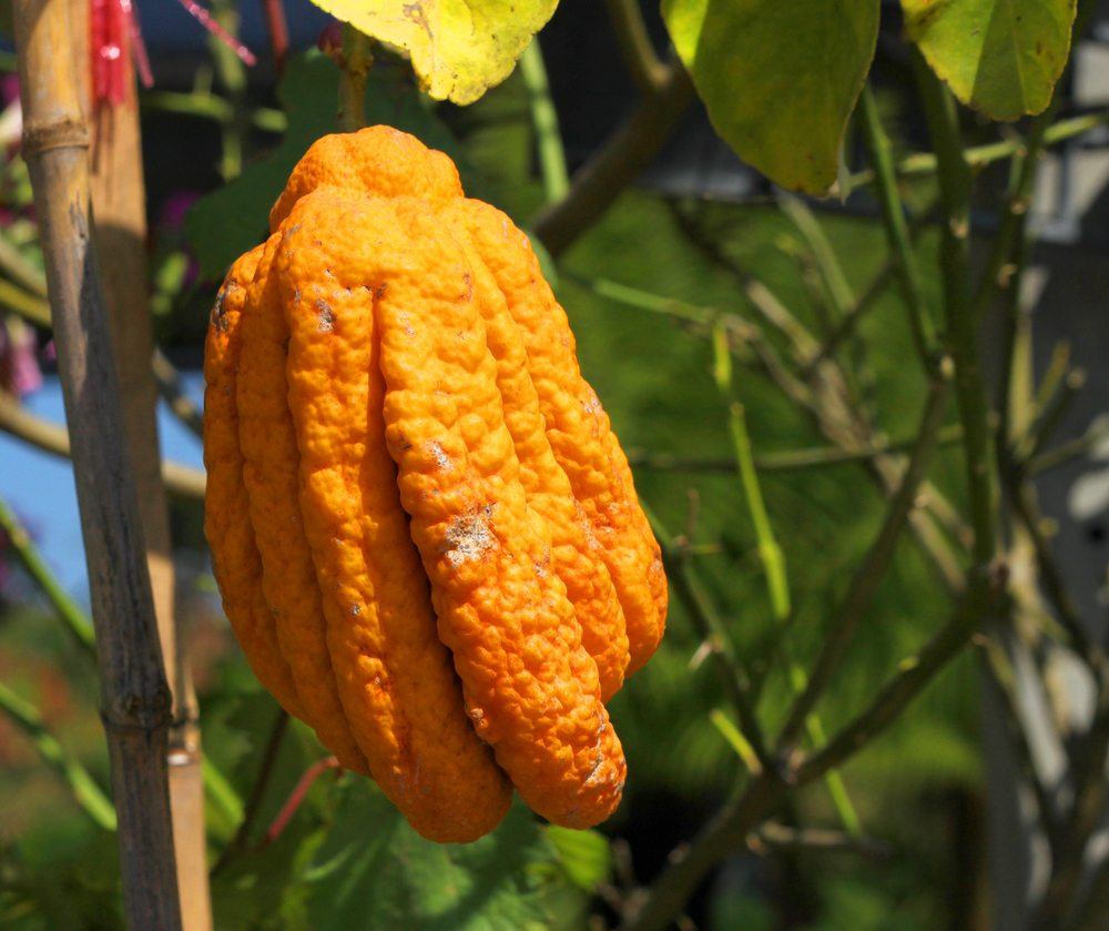 A Buddha's hand fruit growing on the vine