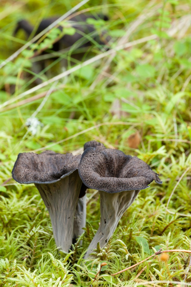 black chanterelle