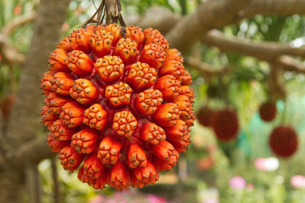 A large fruit from the screw pine tree with plenty of orange sections. 