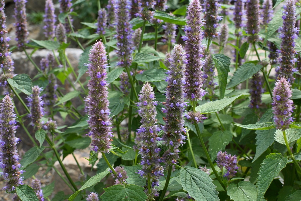 anise hyssop