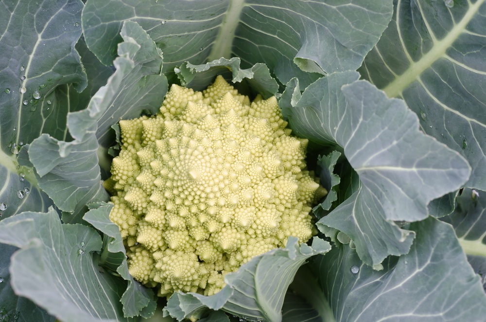 A beautiful romanesco broccoli head surrounded by leaves