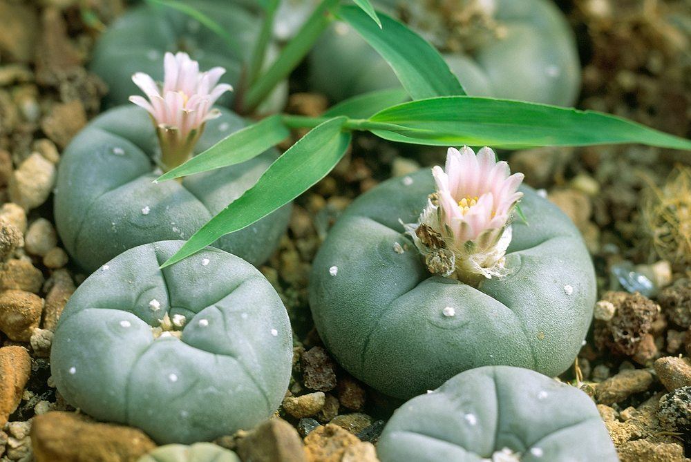 The famous peyote cactus growing amid rocks