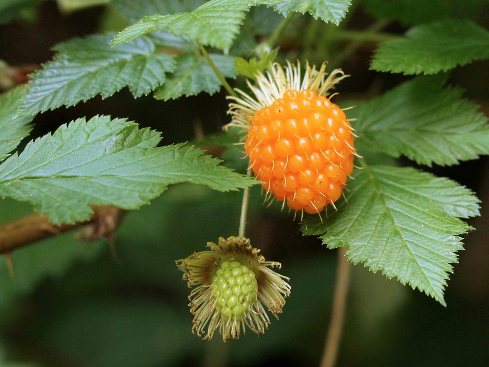 A peach-colored salmonberry growing on a plant, next to another immature salmonberry