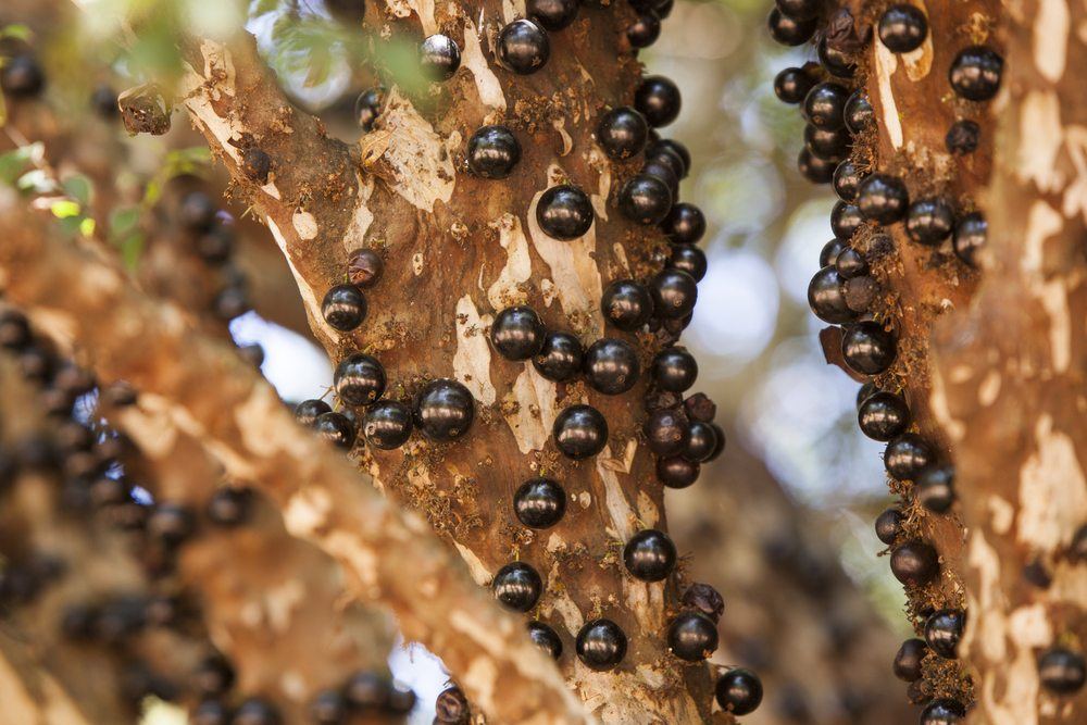 Jabuticaba berries growing directly on the trunk of a tree