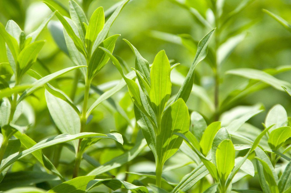 soapwort