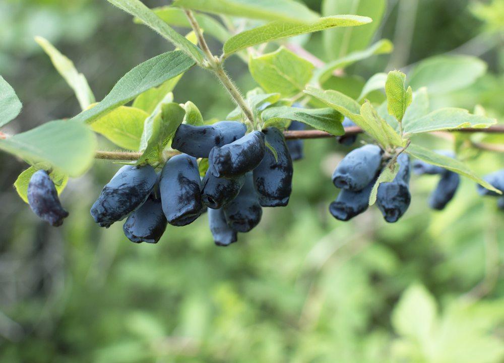 A selection of blue honeyberries growing on a branch