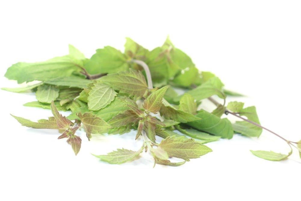 mexican dream herb | Food For Net mexican dream herb