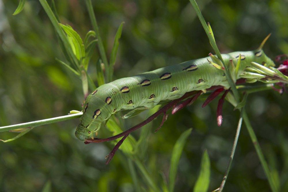 hornworm