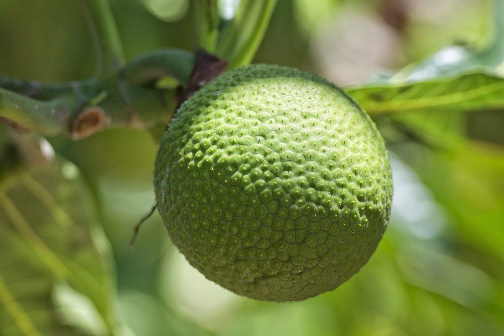 A single breadfruit growing on a tree