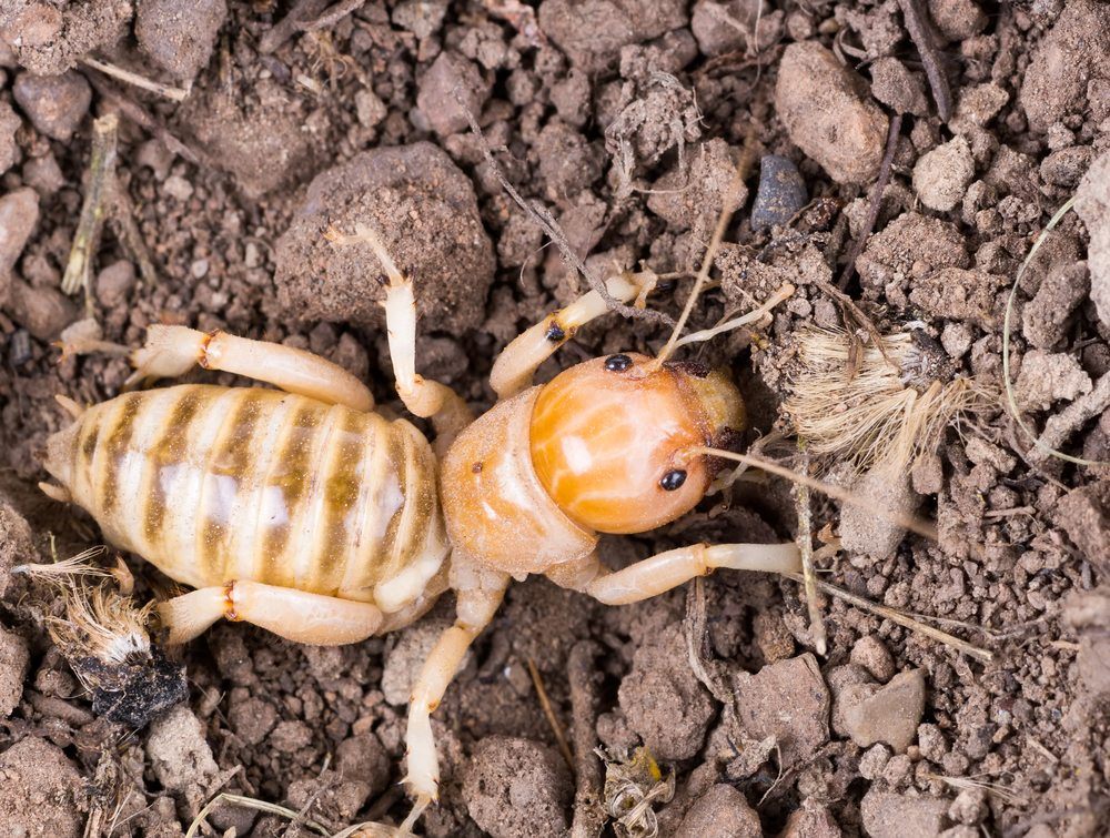 Jerusalem cricket potato bug