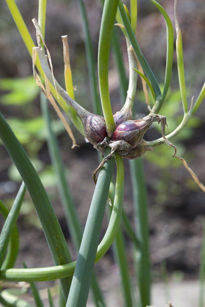 tree onion