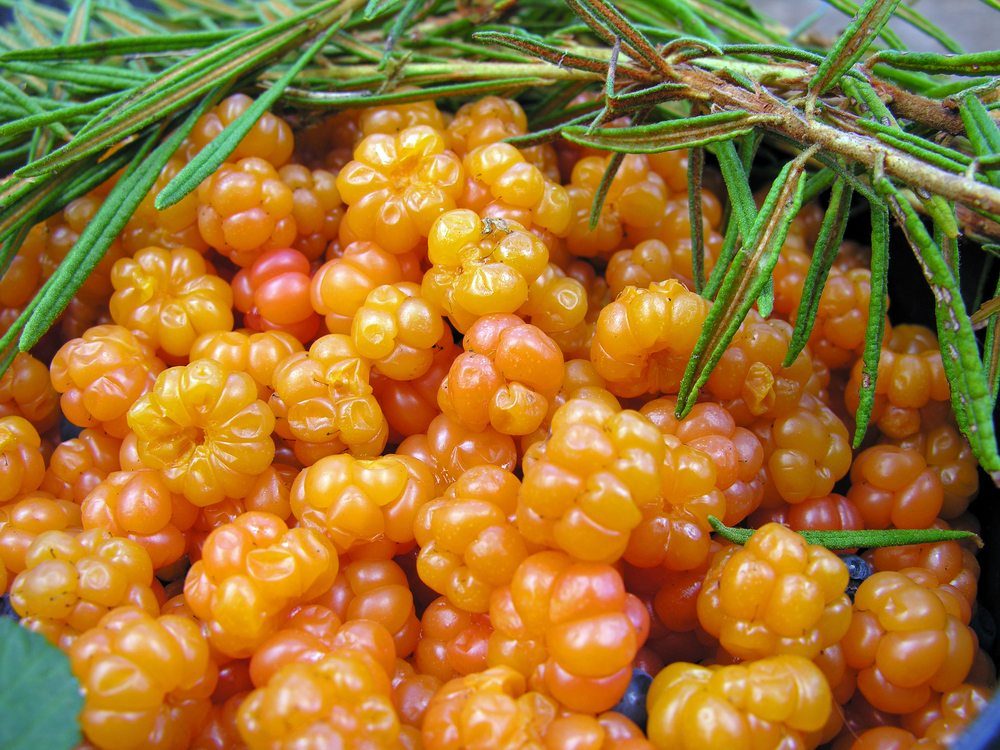 A collection of soft salmon-colored cloudberries underneath some branches. 