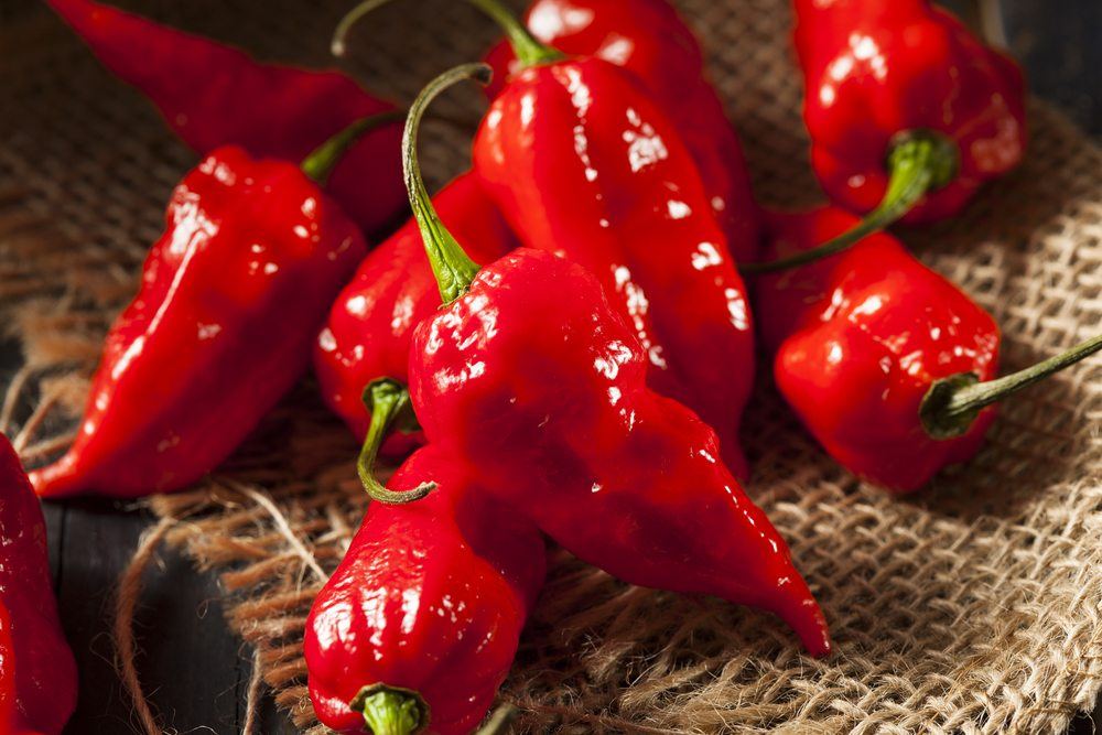 A selection of bright red ghost chilis on a piece of cloth