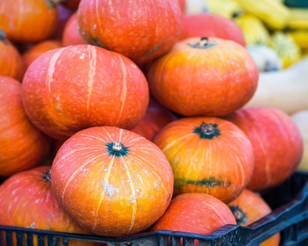 Red Kuri Squash