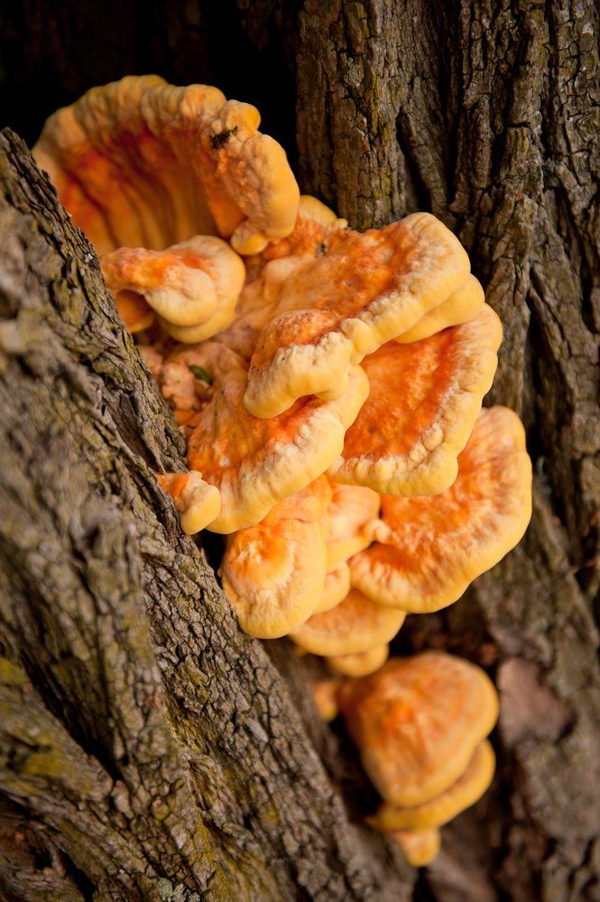 Laetiporus chicken of the woods