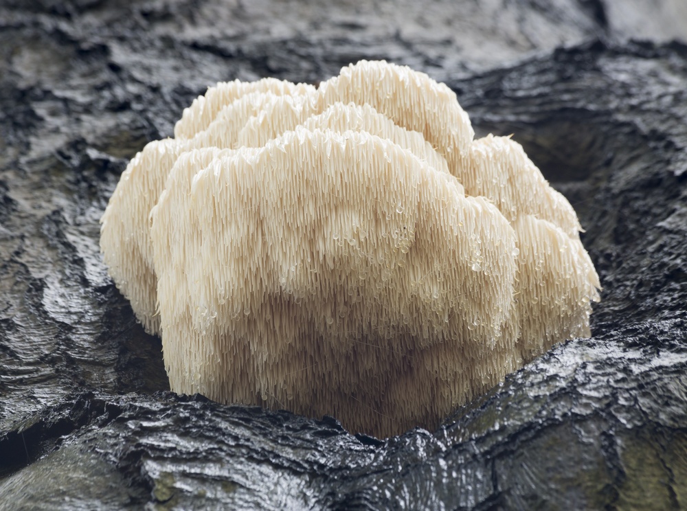 lions mane