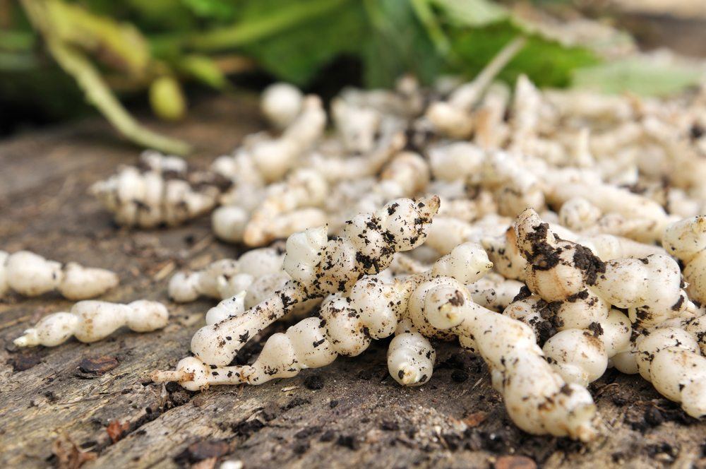 A pile of Chinese artichokes on a wooden deck, some of which are covered in dirt