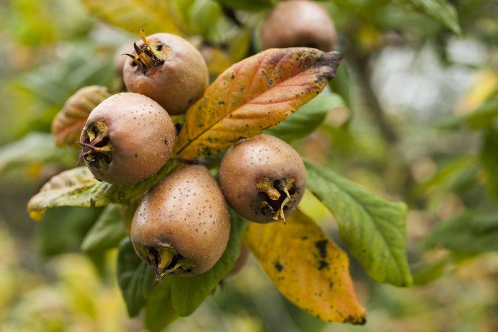 Brown fruits called medlar growing on a tree