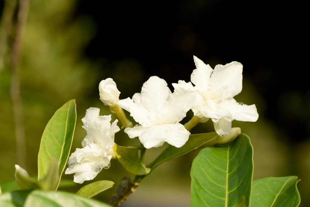 cape jasmine gardenia