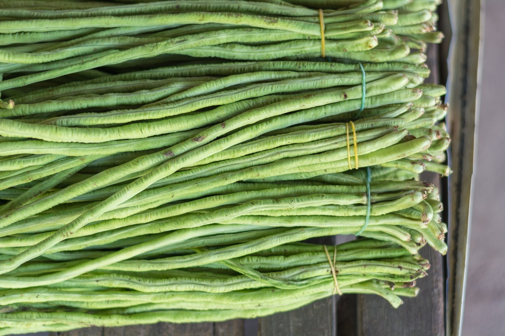 A collection of yardlong beans, tied in groups with colored bands