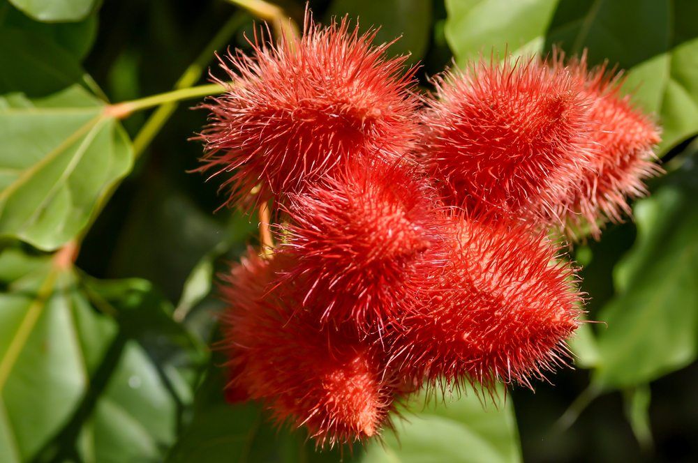 Bright red fuzzy achiote fruits growing on a tree with leaves in the background