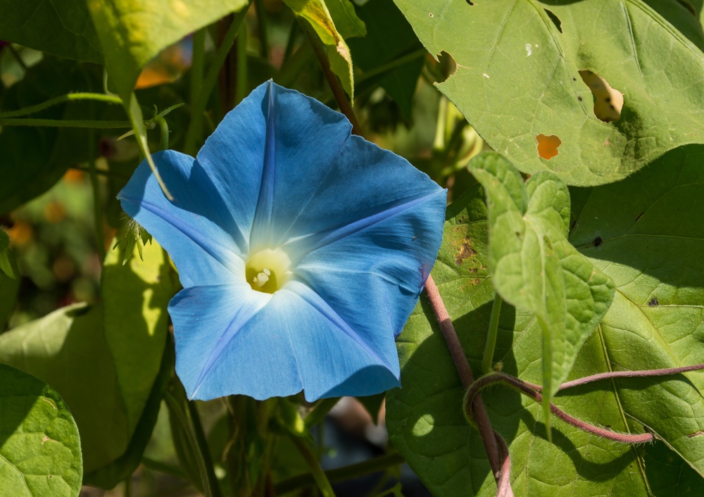 heavenly blue morning glory flower growing against green leaves