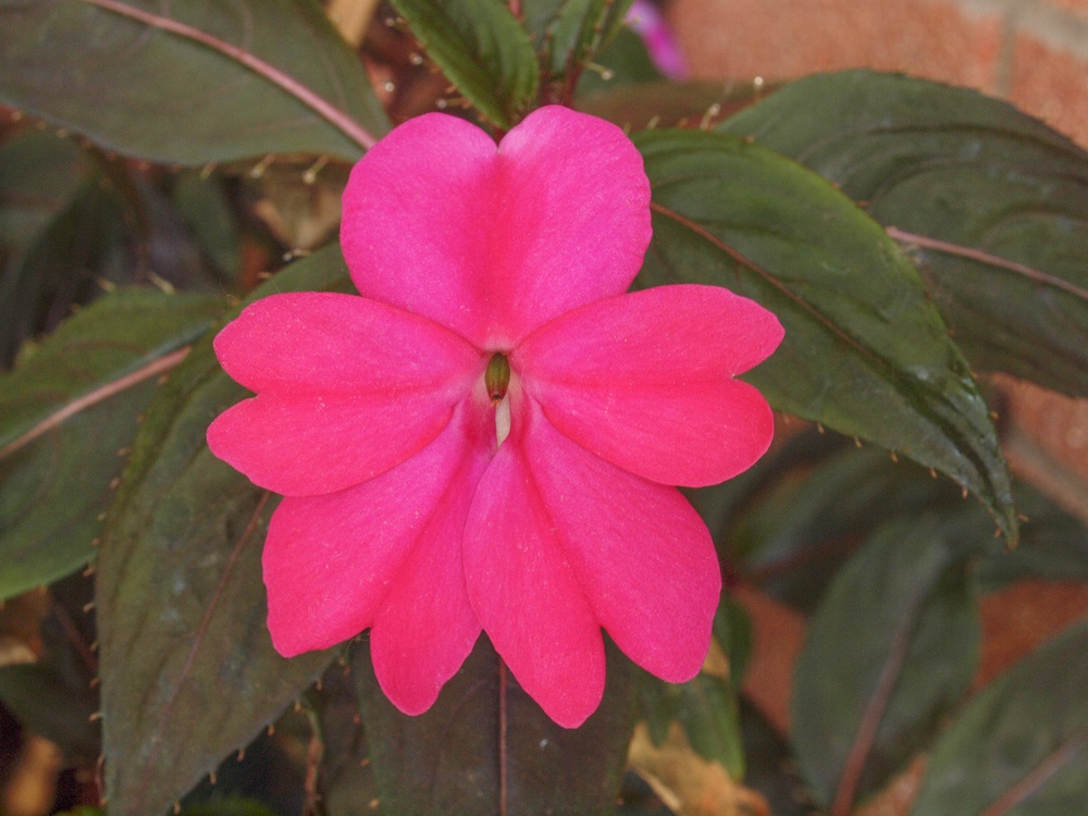 impatiens