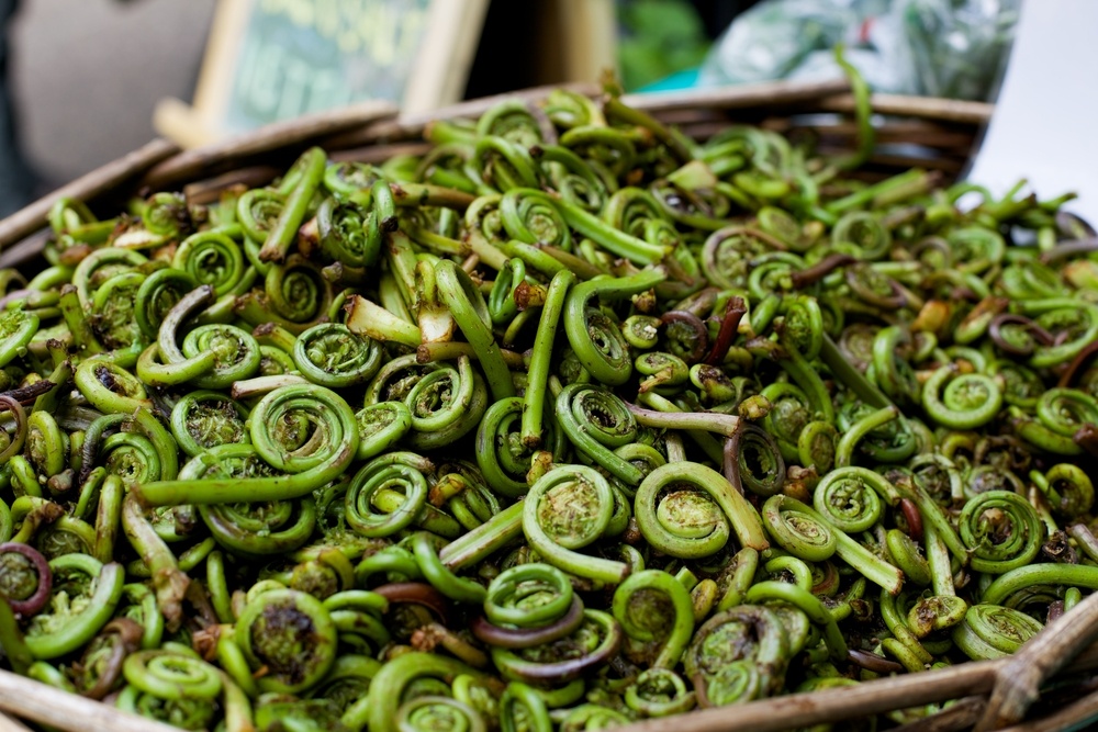 A large basket containing fiddleheads that have been cooked and are ready to eat