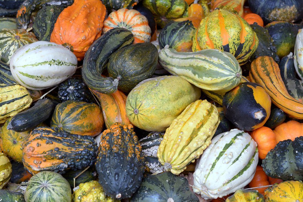 A large pile of winter squash in a pile