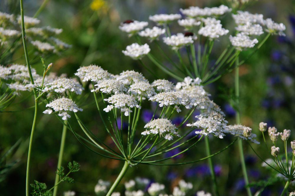 angelica cow parsley