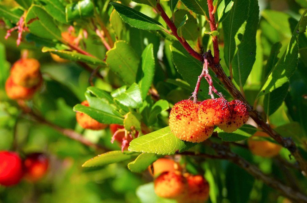 Fruits starting to ripen on a strawberry tree