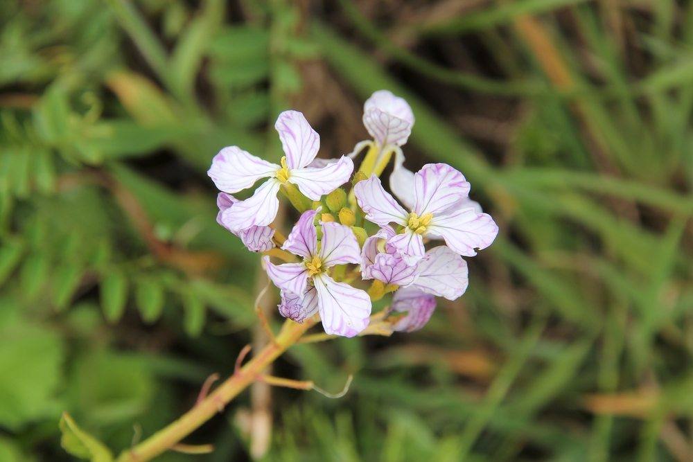 radish flower