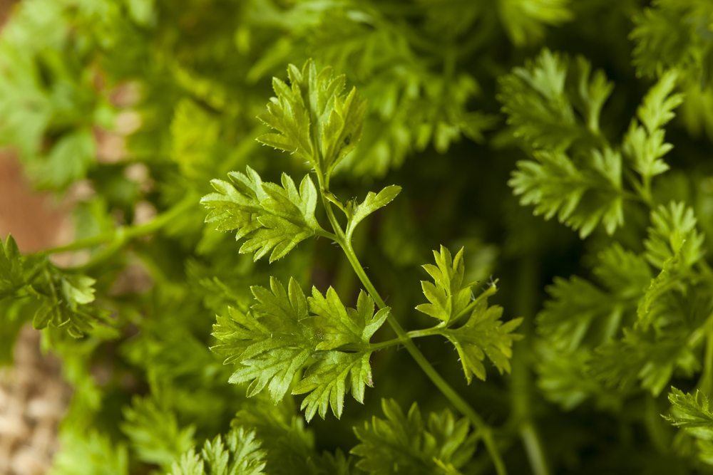 chervil french parsley