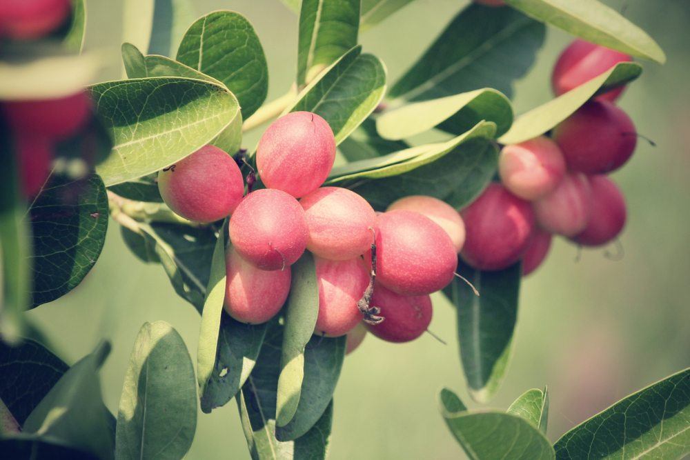 Pink miracle fruits growing on a bush against an out of focus green background